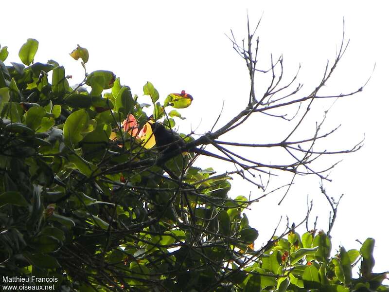 Purple-breasted Sunbird male adult breeding, habitat