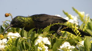 Bronzy Sunbird