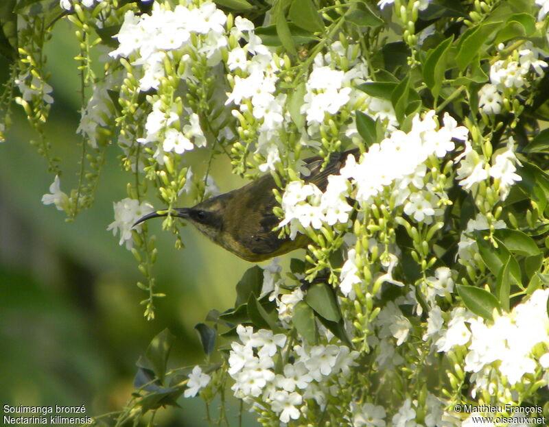 Bronzy Sunbird female