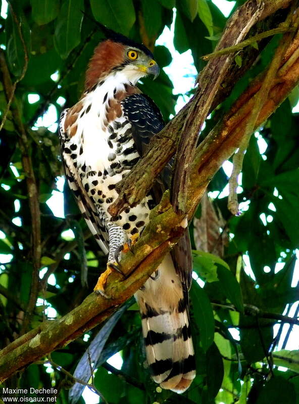Ornate Hawk-Eagleadult, identification