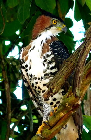 Aigle orné