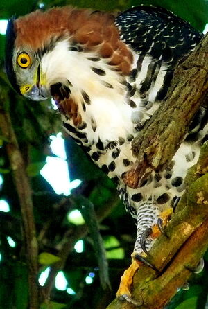 Aigle orné