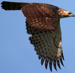 Aigle orné