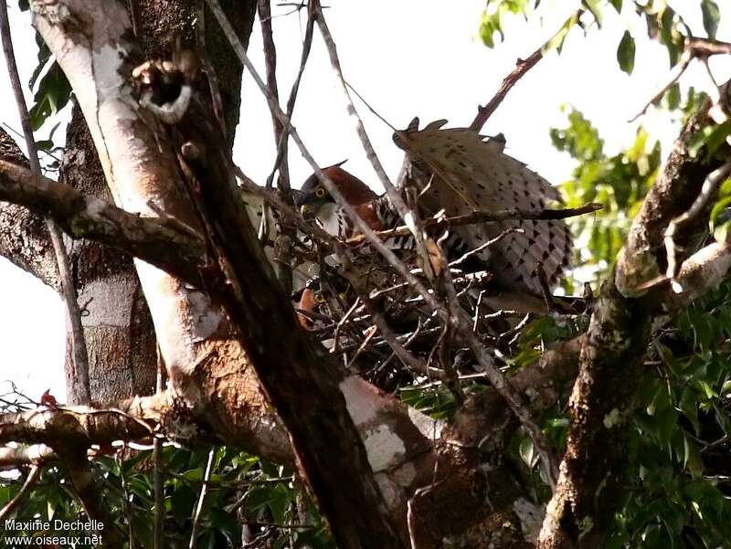 Ornate Hawk-Eagleadult breeding, Reproduction-nesting, Behaviour