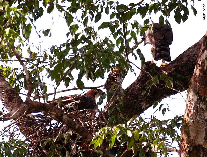 Ornate Hawk-Eagle adult, Reproduction-nesting