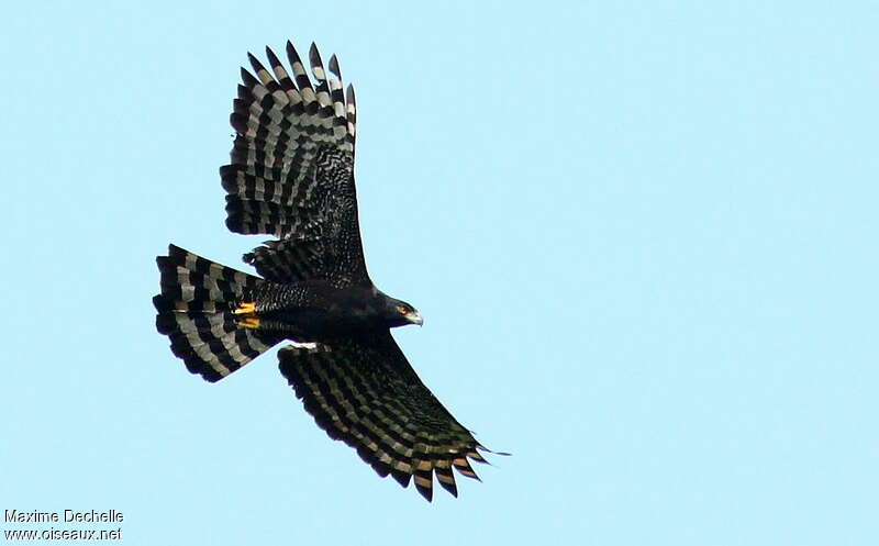Black Hawk-Eagleadult, Flight