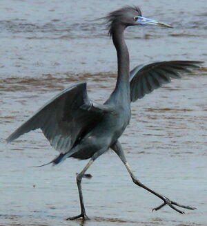 Little Blue Heron