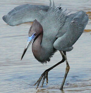 Little Blue Heron