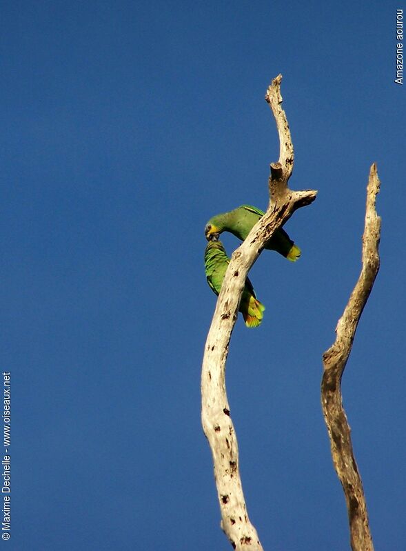 Orange-winged Amazon adult, Behaviour