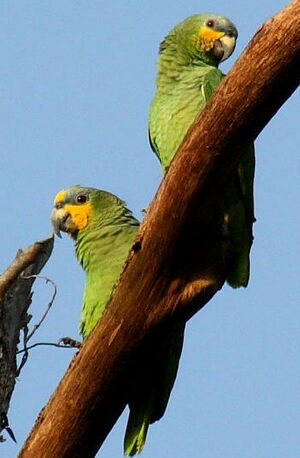 Amazone aourou
