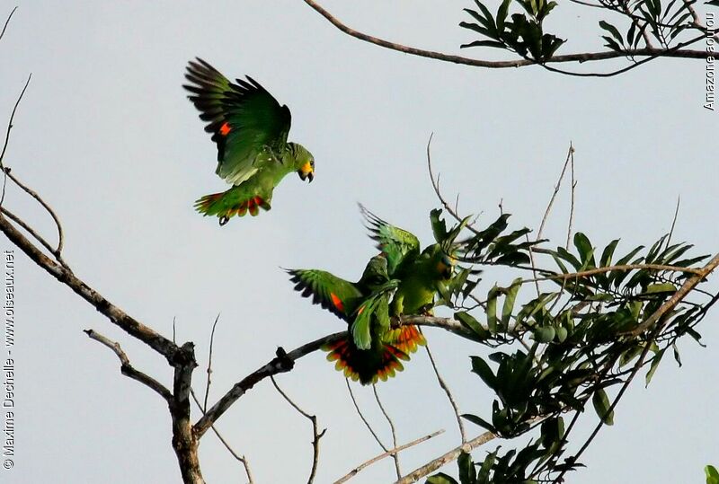 Orange-winged Amazon, Flight, Behaviour