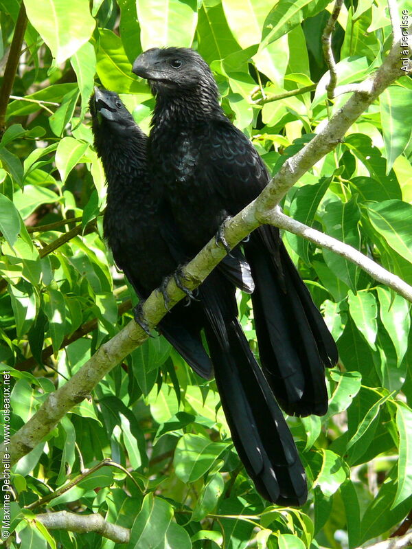Smooth-billed Ani adult