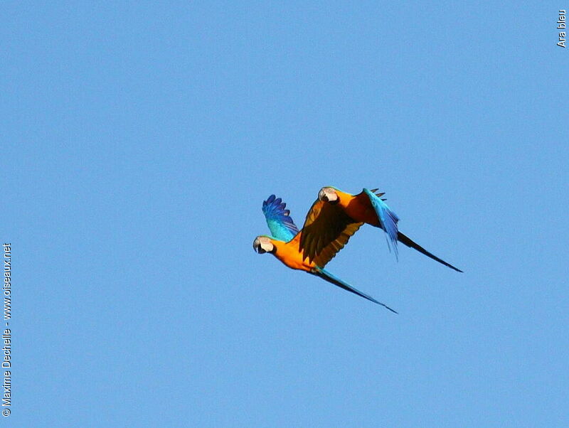 Blue-and-yellow Macaw adult