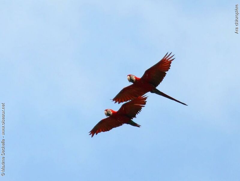 Red-and-green Macaw adult, Flight