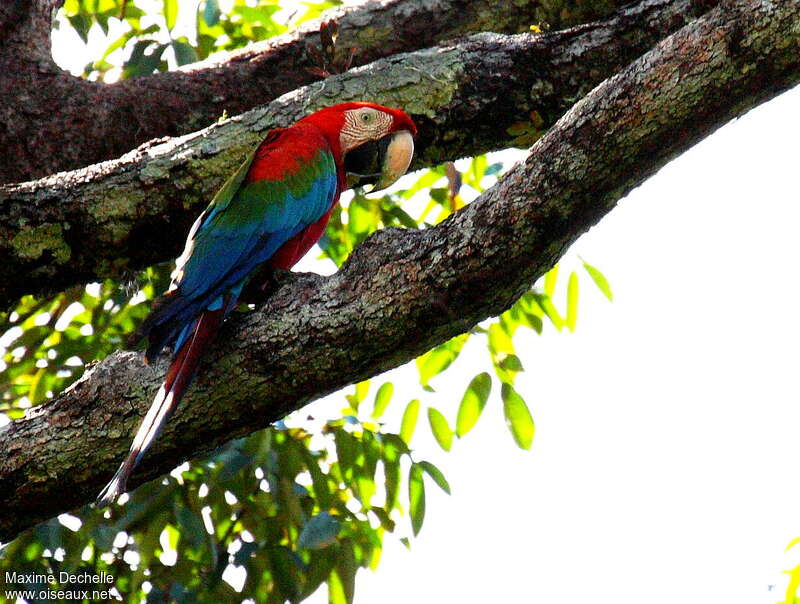 Red-and-green Macawadult, identification
