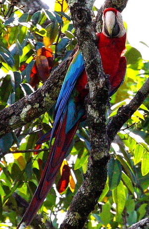 Red-and-green Macaw