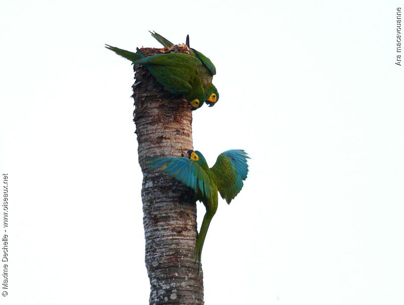 Red-bellied Macaw, Behaviour