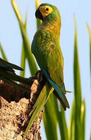 Red-bellied Macaw