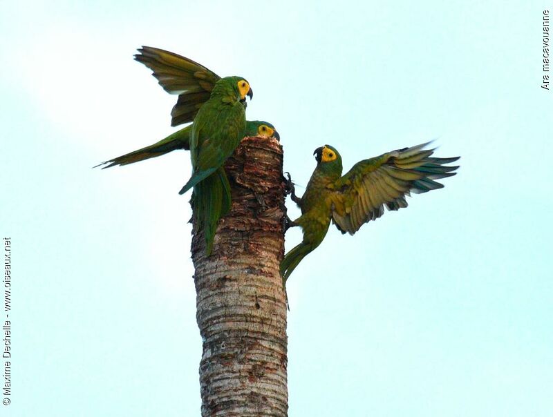 Red-bellied Macaw, Behaviour