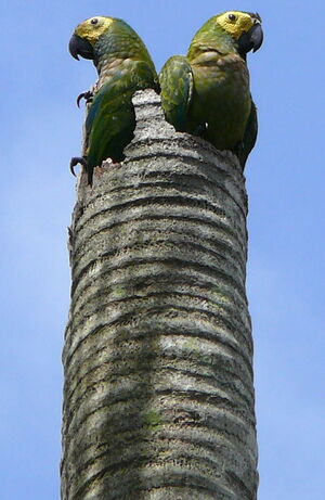 Red-bellied Macaw
