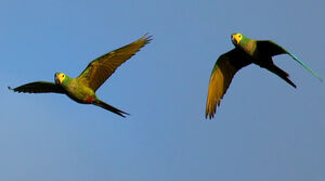 Red-bellied Macaw
