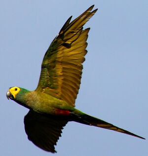 Red-bellied Macaw