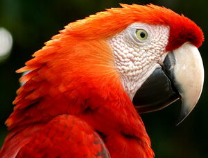 Ara rouge