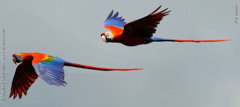 Scarlet Macaw adult, identification, Flight, Behaviour