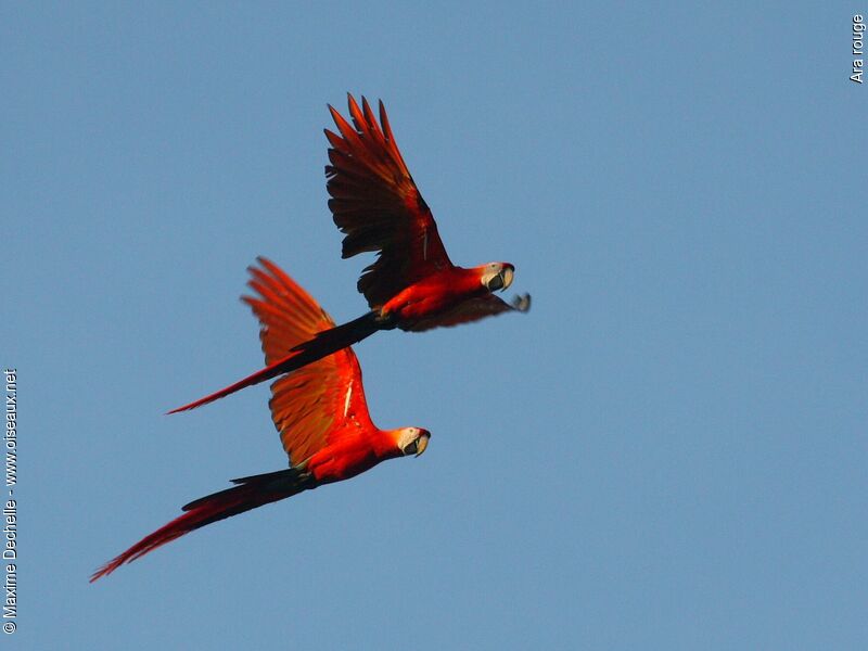 Scarlet Macaw adult, Flight