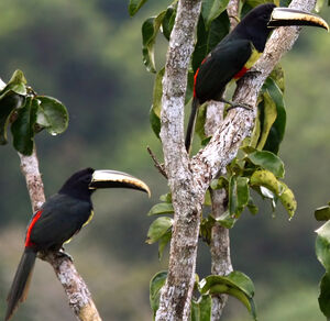 Black-necked Aracari