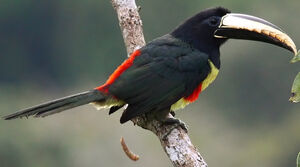 Black-necked Aracari