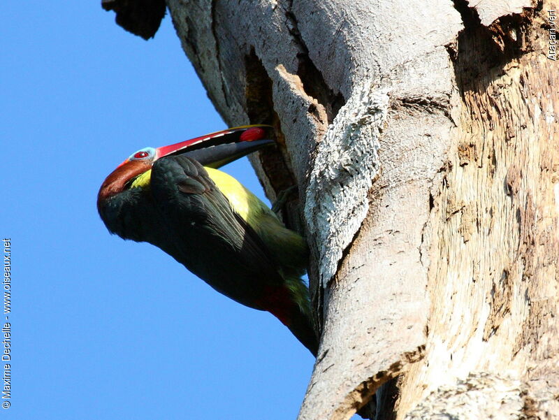 Green Aracari female adult, feeding habits, Reproduction-nesting