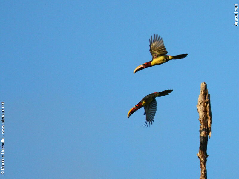 Green Aracari female adult, Flight