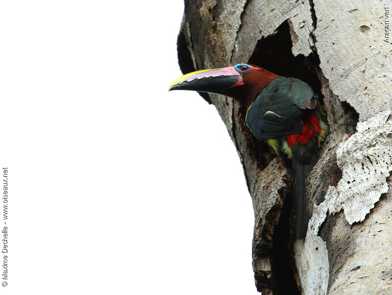 Green Aracari female adult, Reproduction-nesting, Behaviour