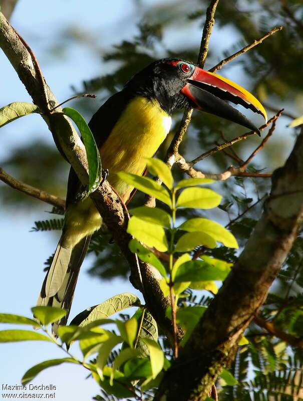 Green Aracari male adult, Behaviour