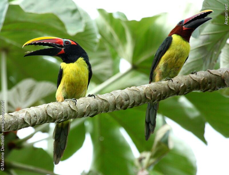 Green Aracari adult, identification, Behaviour
