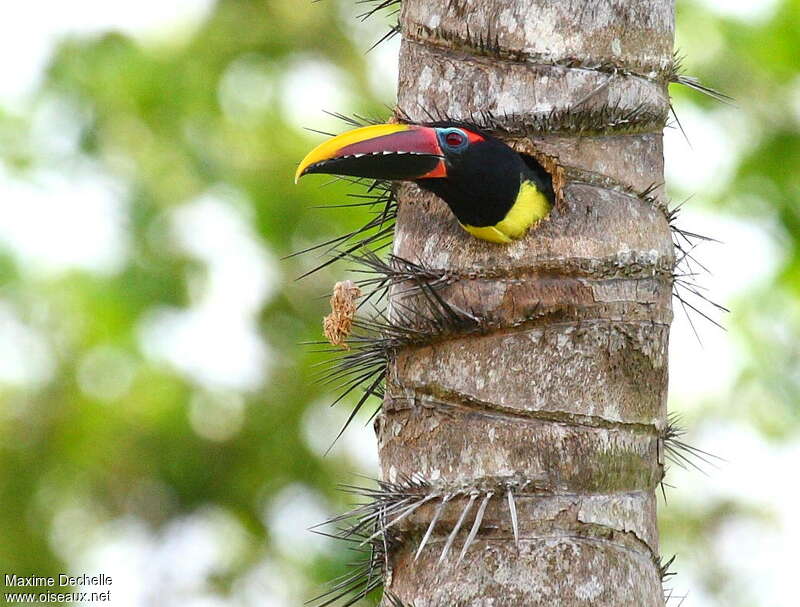 Green Aracari male adult, Reproduction-nesting