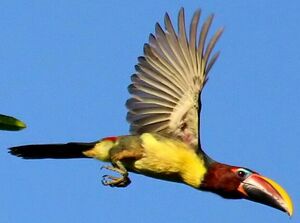 Green Aracari