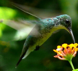 Plain-bellied Emerald