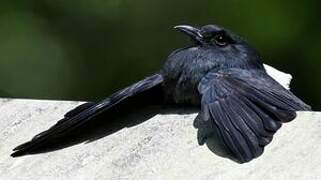 Swallow-winged Puffbird