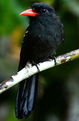 Black Nunbird