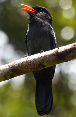 Black Nunbird