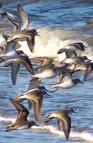 Semipalmated Sandpiper 
&copy; Maxime Dechelle
