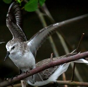 Semipalmated Sandpiper 
&copy; Maxime Dechelle