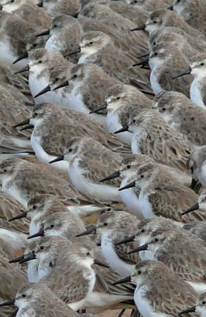 Semipalmated Sandpiper 
&copy; Maxime Dechelle