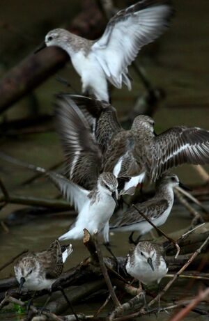 Semipalmated Sandpiper 
&copy; Maxime Dechelle