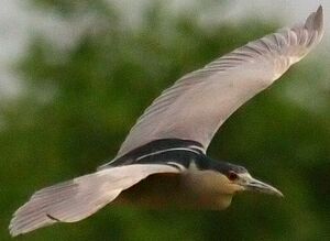 Black-crowned Night Heron