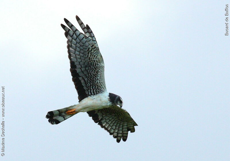 Long-winged Harrier, Flight