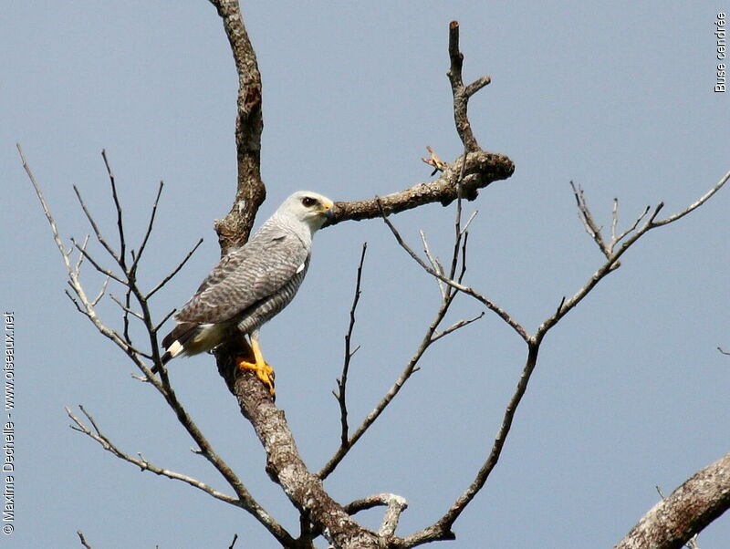Grey-lined Hawk, identification