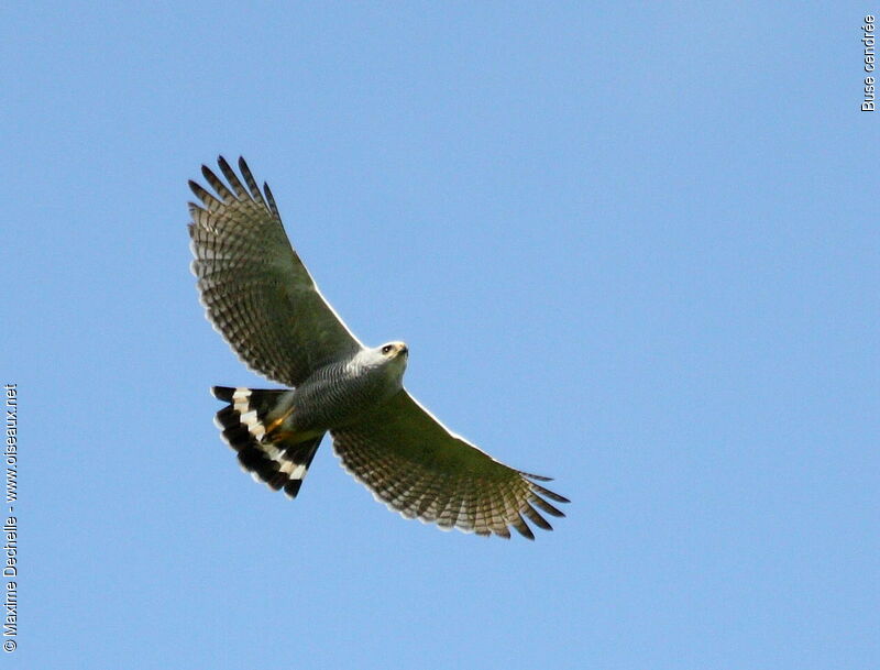 Grey-lined Hawk, Flight